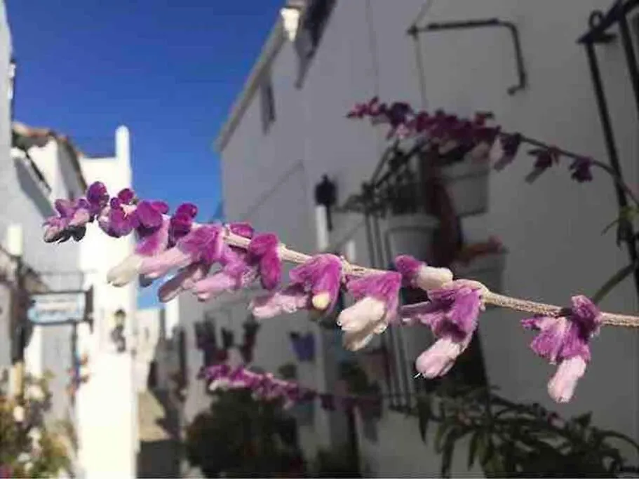 Holiday home Casa Arena Y Sal En Pleno Casco Antiguo De Vejer Villa Vejer de la Frontera